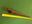 Picture of 5 FLINTLOCK BARREL